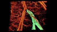 ستاد فرهنگسازی اقتصاد دانش بنیان Muscle Satellite Cell Cross-Talk with a Vascular Niche Maintains Quiescence via VEGF and Notch Signaling.