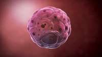 ستاد فرهنگسازی اقتصاد دانش بنیان The source of stem cells points to two proteins