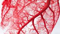 ستاد فرهنگسازی اقتصاد دانش بنیان Blood vessels communicate with sensory neurons to decide their fate