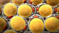 ستاد فرهنگسازی اقتصاد دانش بنیان Fat cell hormone enhances therapeutic potential of MSC therapy