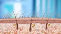 ستاد فرهنگسازی اقتصاد دانش بنیان Researchers identify microRNA that shows promise for hair regrowth