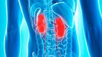 ستاد فرهنگسازی اقتصاد دانش بنیان Mini kidneys developed using cutting-edge technology involving stem cells