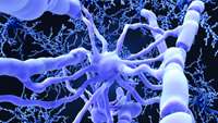 ستاد فرهنگسازی اقتصاد دانش بنیان   Animal study shows human brain cells repair damage in multiple sclerosis