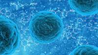 ستاد فرهنگسازی اقتصاد دانش بنیان Research dispels fears human stem cells contain cancer-causing mutations