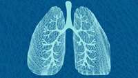 ستاد فرهنگسازی اقتصاد دانش بنیان Nature reveals there's more than one way to build a lung