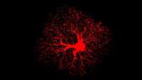 ستاد فرهنگسازی اقتصاد دانش بنیان Adult astrocytes are key to learning and memory