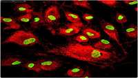 ستاد فرهنگسازی اقتصاد دانش بنیان A genomic biomarker that identifies human bone marrow‐derived mesenchymal stem cells with high scalability