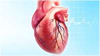 ستاد فرهنگسازی اقتصاد دانش بنیان Changing what heart cells eat could support them regenerate