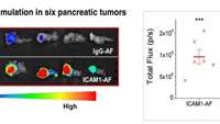 ستاد فرهنگسازی اقتصاد دانش بنیان  Precision chemo-immunotherapy for pancreatic cancer