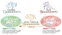 ستاد فرهنگسازی اقتصاد دانش بنیان Novel approach identifies ‘young’ stem cells in old mice