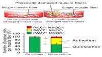 ستاد فرهنگسازی اقتصاد دانش بنیان Damaged muscles don't just die, they regenerate themselves