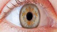 ستاد فرهنگسازی اقتصاد دانش بنیان  Researchers discover stem cells in the optic nerve that enable preservation of vision