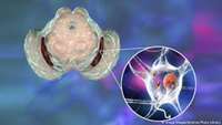 ستاد فرهنگسازی اقتصاد دانش بنیان Stem cell research delivers new points of attack against Parkinson's disease