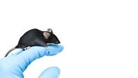 ستاد فرهنگسازی اقتصاد دانش بنیان Researchers develop new mouse model for SARS-CoV-2