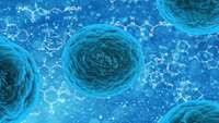 ستاد فرهنگسازی اقتصاد دانش بنیان Researchers create human airway stem cells from patients' cells