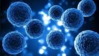 ستاد فرهنگسازی اقتصاد دانش بنیان New stem cell model to study how cancer arises