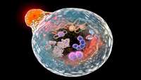 ستاد فرهنگسازی اقتصاد دانش بنیان 'Self-eating' process of stem cells may be the key to new regenerative therapies