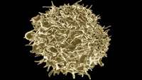 ستاد فرهنگسازی اقتصاد دانش بنیان   UCLA scientists develop method to more efficiently isolate and identify rare T cells