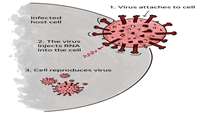 ستاد فرهنگسازی اقتصاد دانش بنیان New clues to how SARS-CoV-2 infects cells