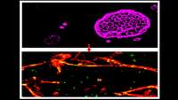 ستاد فرهنگسازی اقتصاد دانش بنیان Molecular Sleuthing Identifies and Corrects Major Flaws in Blood-Brain Barrier Model Derived from Pluripotent Stem Cells