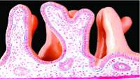 ستاد فرهنگسازی اقتصاد دانش بنیان Researchers grow intestinal cells from human-induced pluripotent stem cells