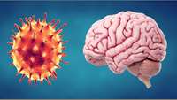 ستاد فرهنگسازی اقتصاد دانش بنیان Containing the coronavirus effects on the nervous system