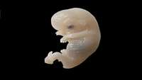 ستاد فرهنگسازی اقتصاد دانش بنیان First model of early human embryo generated from skin cells