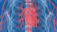 ستاد فرهنگسازی اقتصاد دانش بنیان  Self-organizing cardioid spontaneously develops heart with hollow chambers