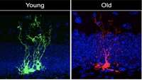 ستاد فرهنگسازی اقتصاد دانش بنیان  Study reveals neural stem cells age rapidly