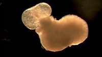 ستاد فرهنگسازی اقتصاد دانش بنیان  Lab-Grown Mini-Heart Beats like a 25-Day-Old Human Embryo's Heart