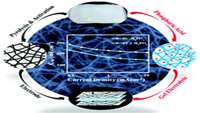 ستاد فرهنگسازی اقتصاد دانش بنیان  Applications of bacteria and their derived biomaterials for repair and tissue regeneration