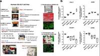 ستاد فرهنگسازی اقتصاد دانش بنیان Long-term repair of porcine articular cartilage using cryopreservable, clinically compatible human embryonic stem cell-derived chondrocytes