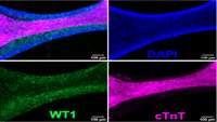 ستاد فرهنگسازی اقتصاد دانش بنیان Researchers generate protective embryonic heart cells 