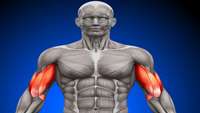 ستاد فرهنگسازی اقتصاد دانش بنیان Muscle stem cells proliferate to produce new myofibers