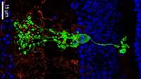 ستاد فرهنگسازی اقتصاد دانش بنیان New Type of Nerve Cell in the Retina Discovered