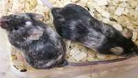 ستاد فرهنگسازی اقتصاد دانش بنیان Gene editing produces all-male or all-female litters of mice