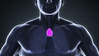 ستاد فرهنگسازی اقتصاد دانش بنیان Scientists have built a fully functioning thymus from human cells