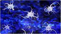 ستاد فرهنگسازی اقتصاد دانش بنیان Researchers discover clue to how to protect neurons and encourage their growth