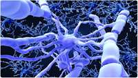 ستاد فرهنگسازی اقتصاد دانش بنیان Scientists generate, track development of myelin-producing brain cells