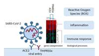 ستاد فرهنگسازی اقتصاد دانش بنیان SARS-CoV-2 induces inflammation, cytokine storm and stress in infected lung cells