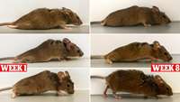 ستاد فرهنگسازی اقتصاد دانش بنیان German scientists make paralyzed mice walk again