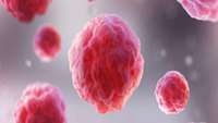 ستاد فرهنگسازی اقتصاد دانش بنیان First stem cells discovered to produce placenta cells