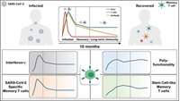 ستاد فرهنگسازی اقتصاد دانش بنیان Study of T cells from COVID-19 convalescents guides vaccine strategies