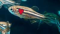 ستاد فرهنگسازی اقتصاد دانش بنیان Regenerating cardiomyocytes display metabolic reprogramming in zebrafish