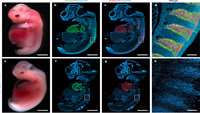 ستاد فرهنگسازی اقتصاد دانش بنیان Humanized skeletal muscle inMYF5/MYOD/MYF6-null pig embryos