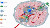 ستاد فرهنگسازی اقتصاد دانش بنیان Genetic Modification of Cytokine Signaling to Enhance Efficacy of CAR T Cell Therapy in Solid Tumors