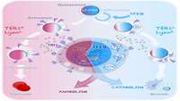 ستاد فرهنگسازی اقتصاد دانش بنیان TFEB-mediated endolysosomal activity controls human hematopoietic stem cell fate