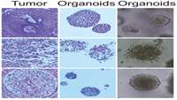 ستاد فرهنگسازی اقتصاد دانش بنیان   NPEPPS regulates intracellular import and sensitivity to cisplatin by interaction with volume regulated anion channels