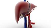 ستاد فرهنگسازی اقتصاد دانش بنیان New liver cell may cure liver disease without transplants