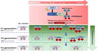 ستاد فرهنگسازی اقتصاد دانش بنیان Article Gene bookmarking by the heat shock transcription factor programs the insulin-like signaling pathway